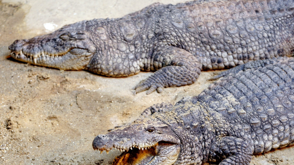  Spinge bambino nel recinto dei coccodrilli in uno zoo, 30enne arrestato in Gb 
