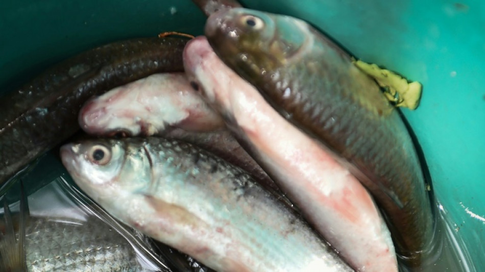 Australier in Seenot und sein Hund &uuml;berleben zwei Monate im Pazifik