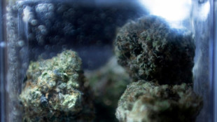 Teor&iacute;as, porros y celebraci&oacute;n, el d&iacute;a de la marihuana explicado
