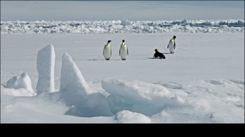  Emperor penguins in focus as Antarctic talks start in Japan 