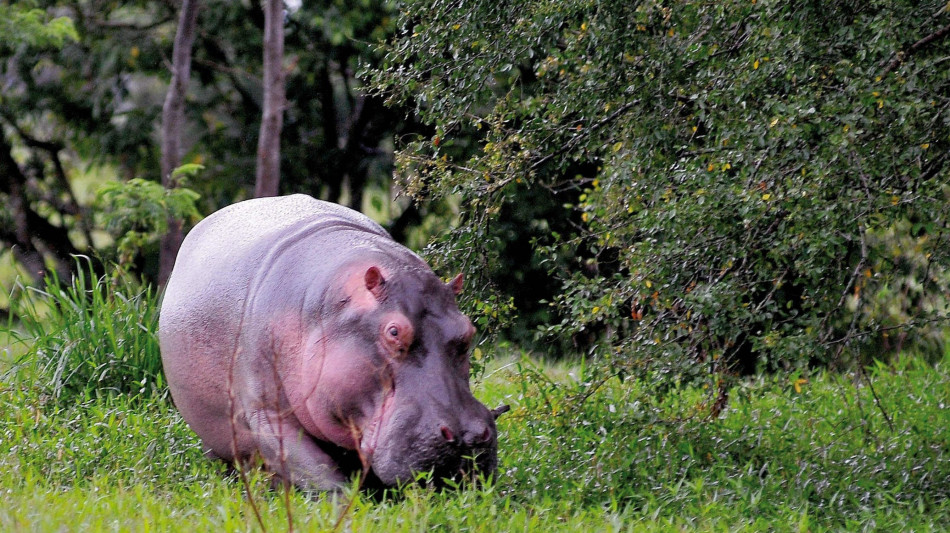  Muore in Colombia un baby ippopotamo della colonia di Escobar 