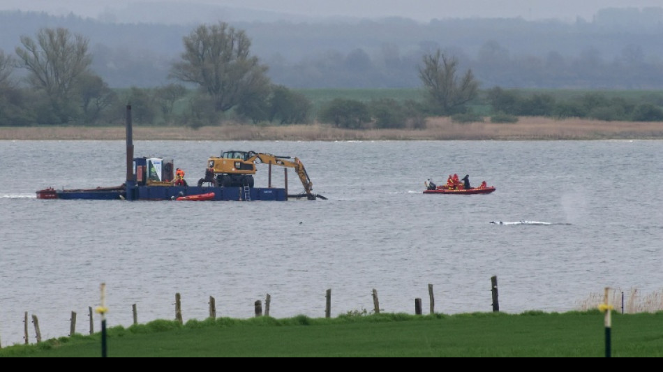  Gestrandeter Wal: Abtransport wird vorbereitet - Schlepper wartet in Wismar  