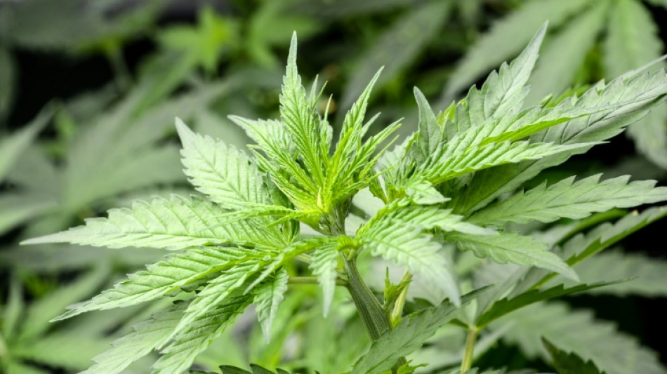 Lauterbach stellt Gesetzespl&auml;ne f&uuml;r Cannabis-Legalisierung vor