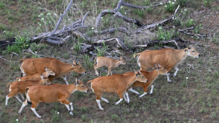 Au Cambodge, de rares bovins sauvages guidés vers le salut par hélicoptère