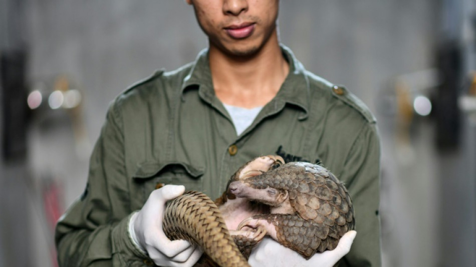 US moves to protect all species of pangolin, world's most trafficked mammal