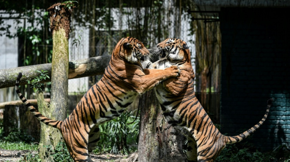 Tigers in trouble as Malaysian big cat numbers dwindle