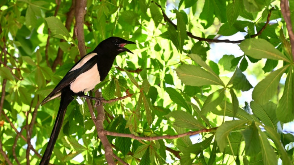 La pie se méfie de la nouveauté et les petits oiseaux en profitent