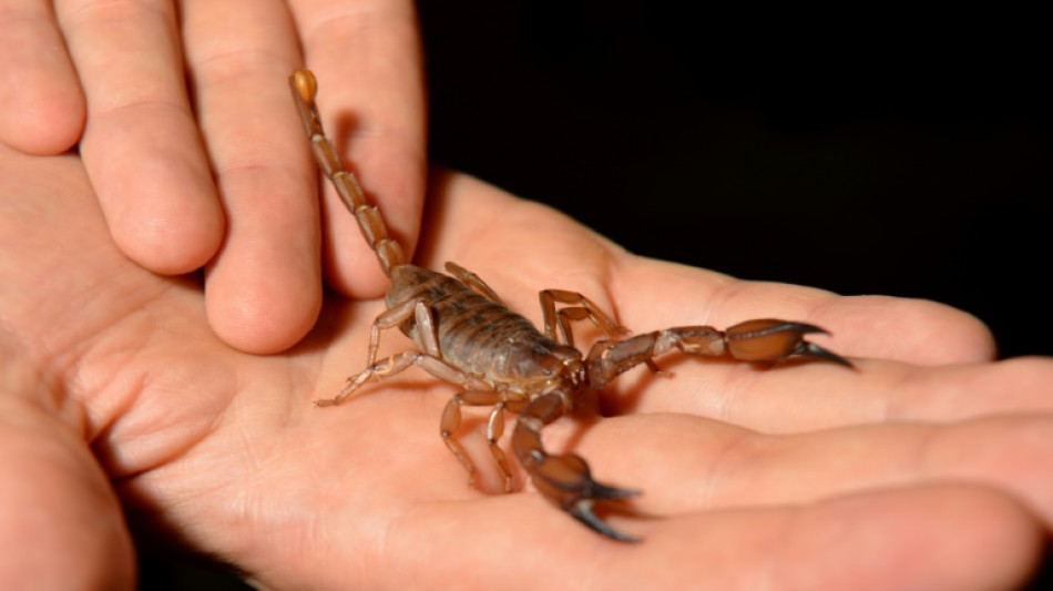 Frau in Hessen bei &Ouml;ffnen von Paket von Skorpion gestochen