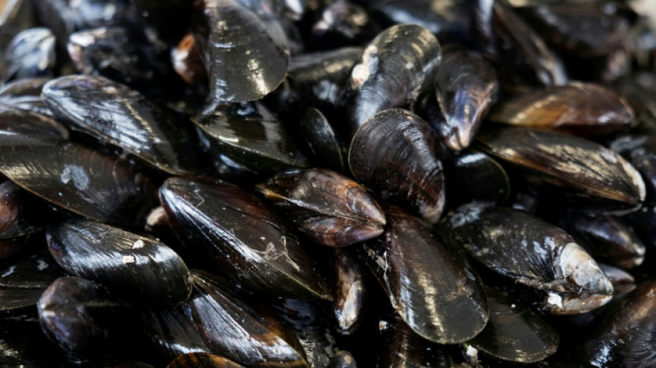  Apr&egrave;s un &eacute;t&eacute; sec et br&ucirc;lant, la moule fran&ccedil;aise en souffrance 