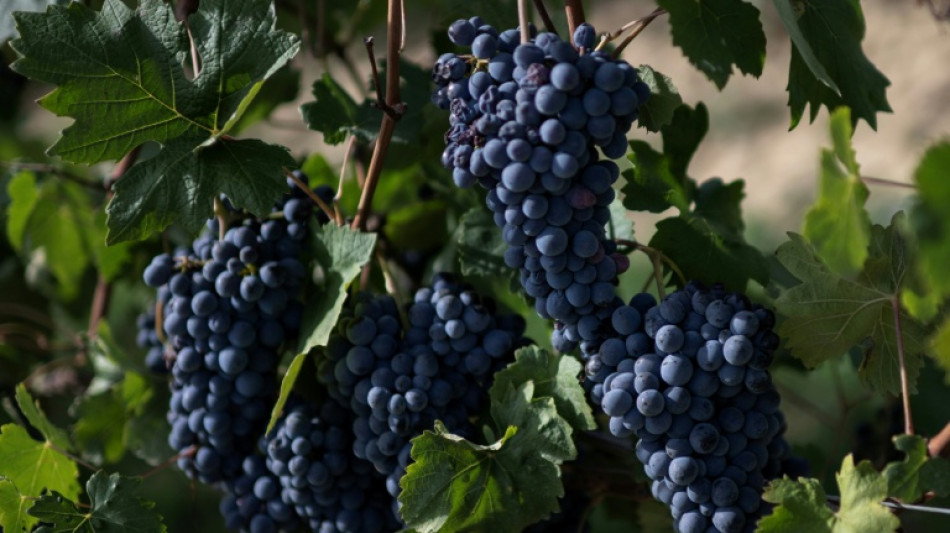  Italy winemakers hail bumper harvest but cut output 
