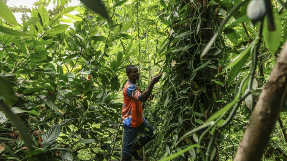  Sao Tom&eacute;: l'&icirc;le chocolat d&eacute;veloppe sa culture de vanille  