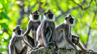 Le Sri Lanka compte sept millions de singes selon un recensement