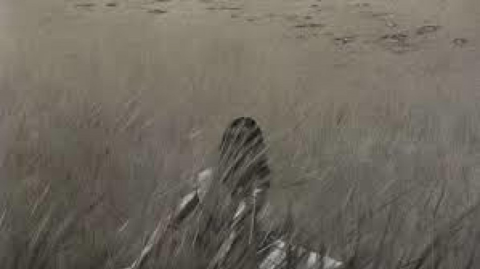 Cannes annuncia altri film, Resurrection in gara