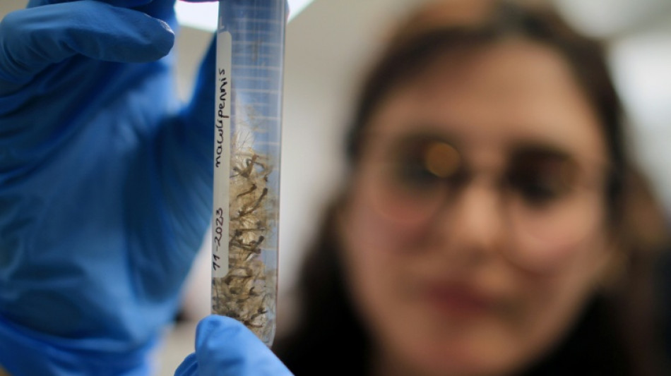 Une mouche de l'Arctique colonise le milieu naturel en Antarctique, alertent les scientifiques 