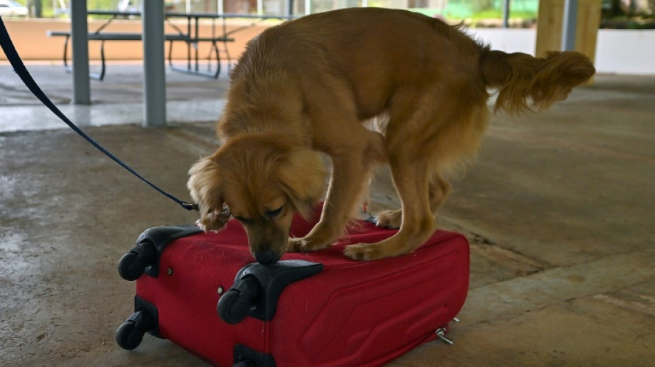 Mili, la perra polizonte que "trabaja" en Panam&aacute; tras cruzar el Atl&aacute;ntico 