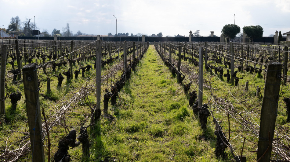 Allarme scarabeo giapponese, si nutre di piante e frutti