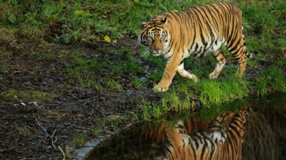  Nach Tigerausbruch in Sachsen: Sechs Tiere nun in Spanien 