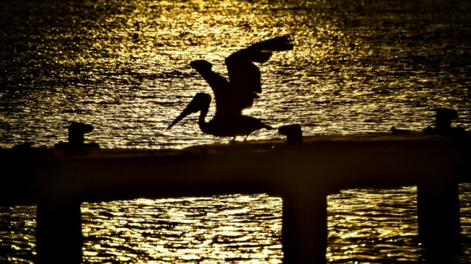 En Guadeloupe, le nombre d'oiseaux tropicaux en chute libre