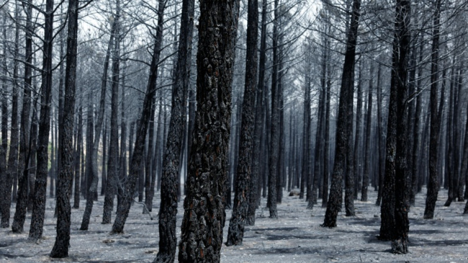  Spanien ruft wegen Waldbr&auml;nden in zwei Regionen "Notstand nationaler Tragweite" aus 