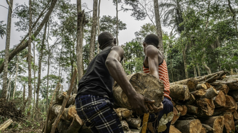  Global deforestation slowed in 2025 but surged in Congo basin: study 