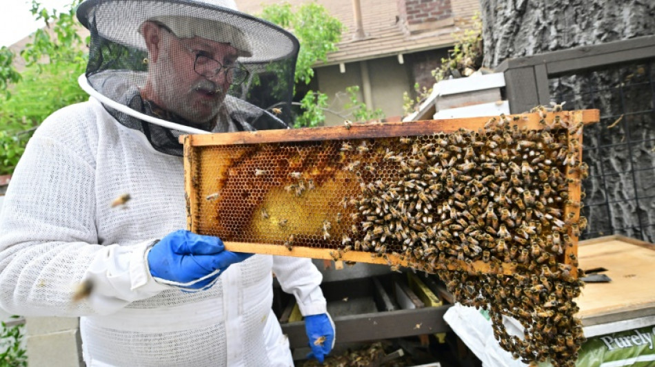 Abejas de California esperan por d&iacute;as soleados para producir miel