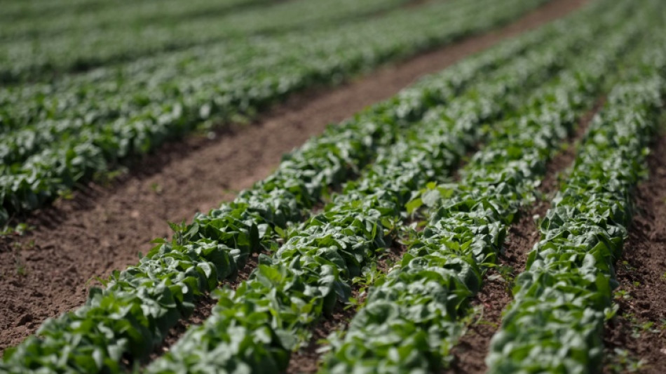  Apr&egrave;s un &eacute;t&eacute; de s&eacute;cheresse, l&eacute;gumes et mara&icirc;chers reprennent des couleurs 