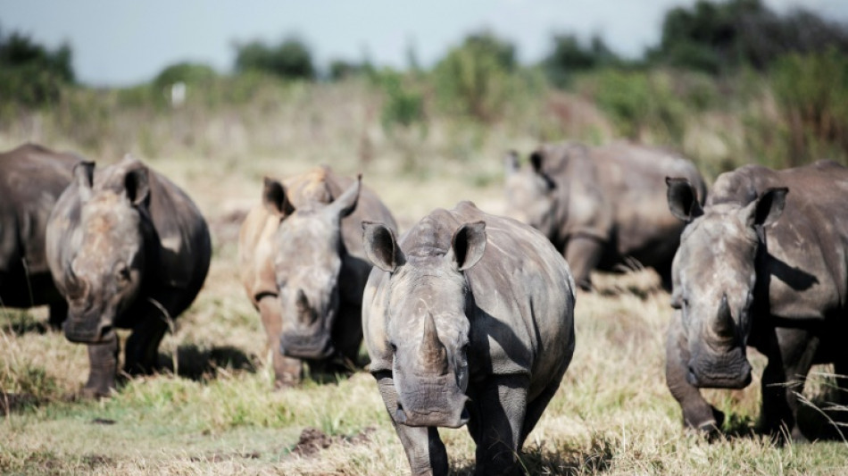  Afrique du Sud : le gouvernement ne parvient pas &agrave; bloquer les exportations de cornes de rhinoc&eacute;ros 