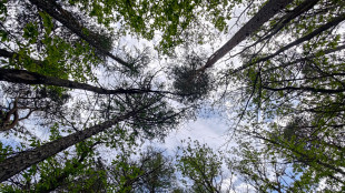 Le foreste si sincronizzano quando &egrave; in arrivo un'eclissi solare