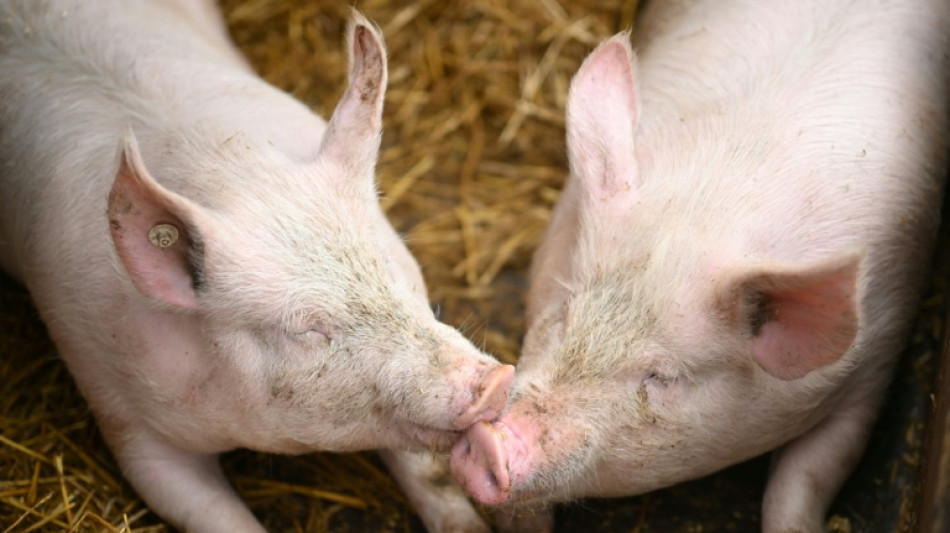  Fast 300 Schweine verenden bei Brand auf Bauernhof in Niedersachsen 