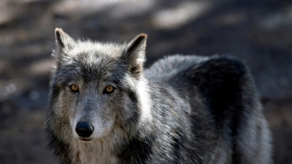 Un conducteur condamn&eacute; apr&egrave;s avoir tent&eacute; d'&eacute;craser un loup