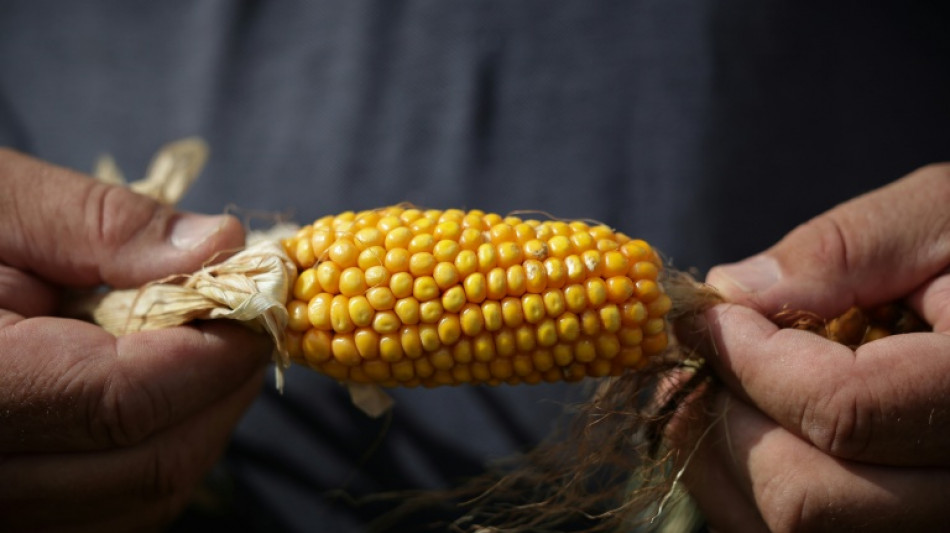  S&eacute;cheresse et canicules: la r&eacute;colte de ma&iuml;s encore revue &agrave; la baisse 