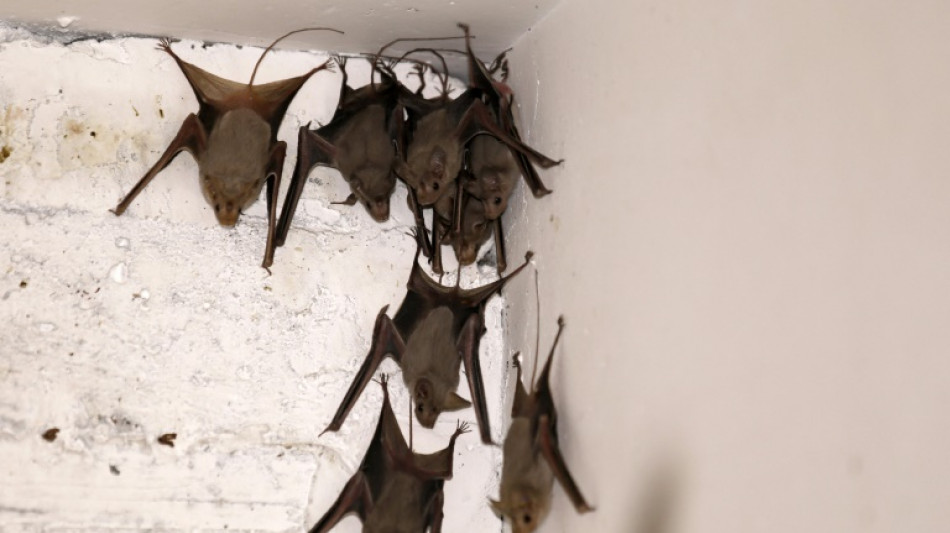 Un Australien meurt d'un virus transmis par une morsure de chauve-souris