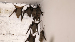 Un Australien meurt d'un virus transmis par une morsure de chauve-souris