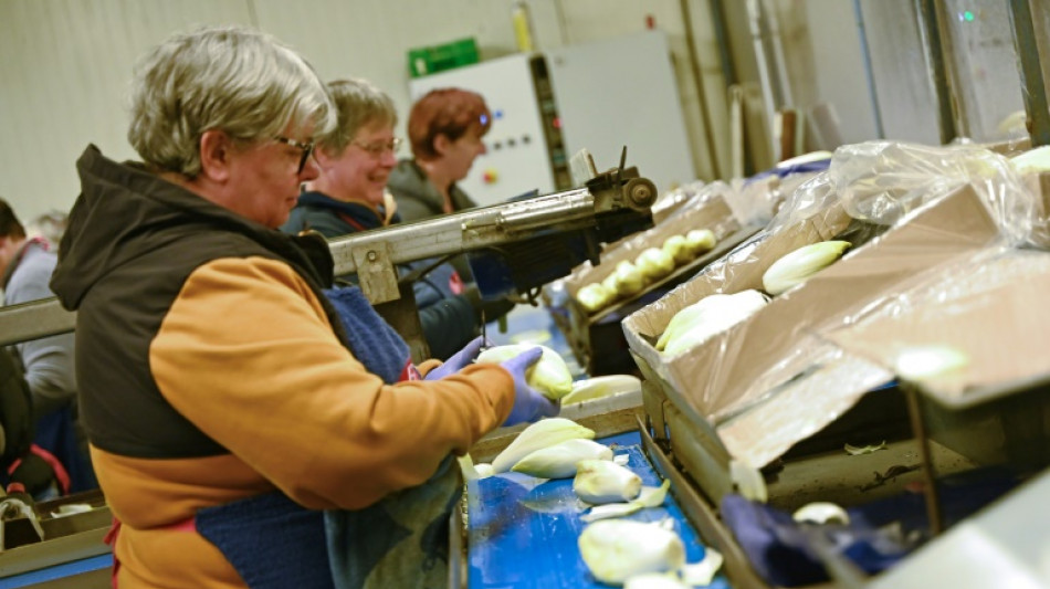 Crise &eacute;nerg&eacute;tique: l'endive fran&ccedil;aise craint de dispara&icirc;tre