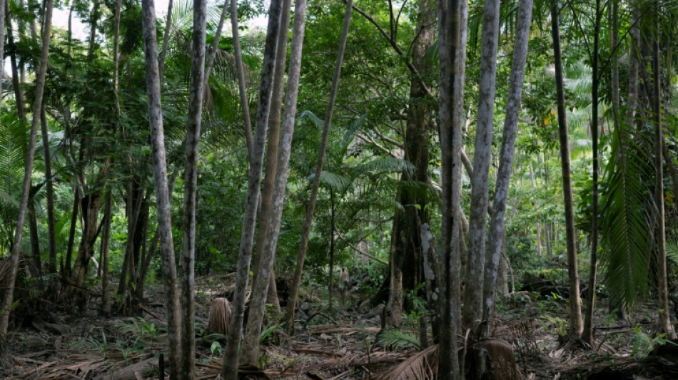  Studie: Abholzung macht Amazonas deutlich anf&auml;lliger f&uuml;r Klimasch&auml;den als gedacht 