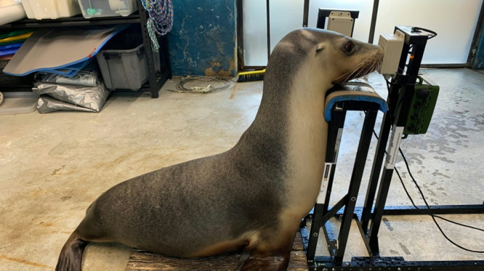  En Australie, des tests d'audition pour phoques et otaries dans un zoo 