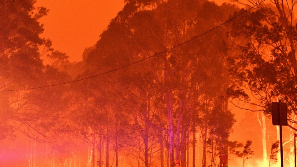  What Europe can learn from Australia's 'Black Summer' wildfires 