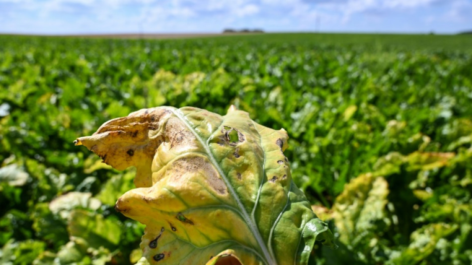N&eacute;onicotino&iuml;des: "Nous n'avons pas d'alternative", affirme un betteravier fran&ccedil;ais