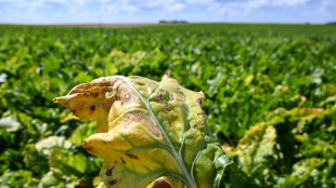 N&eacute;onicotino&iuml;des: "Nous n'avons pas d'alternative", affirme un betteravier fran&ccedil;ais