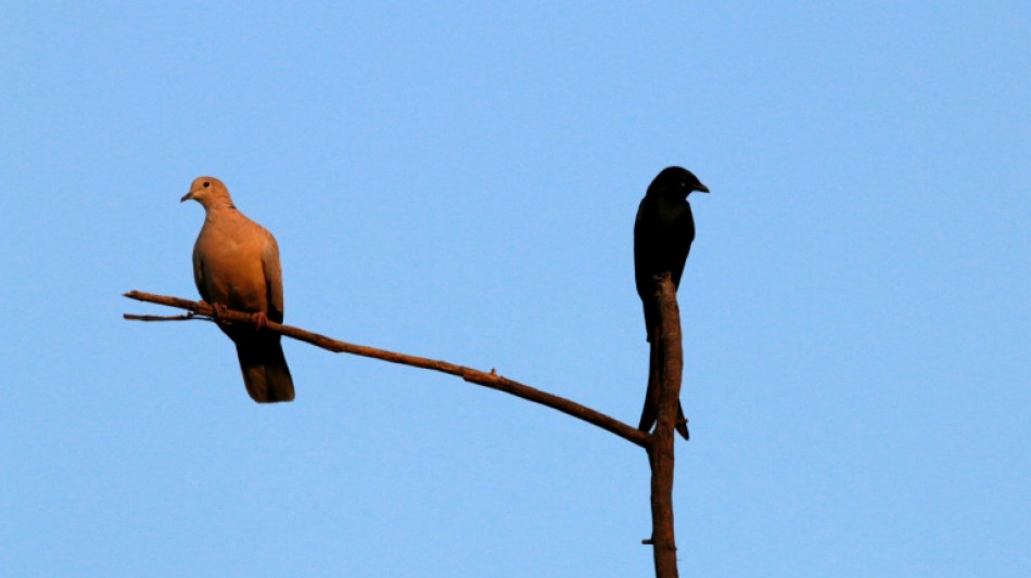 Zaunk&ouml;nig und T&uuml;rkentaube kommen h&auml;ufiger in Deutschlands G&auml;rten