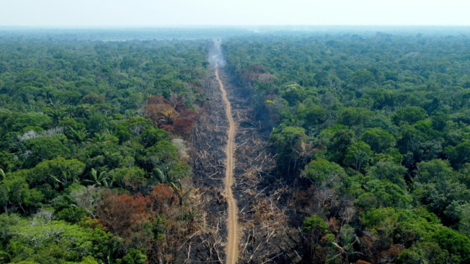 La deforestaci&oacute;n en la Amazon&iacute;a brasile&ntilde;a ya bati&oacute; r&eacute;cord para febrero