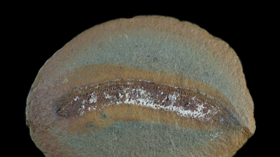  Fossils challenge assumptions on how animals adapted to land 