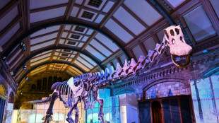 Le "Titan de Patagonie", dinosaure g&eacute;ant expos&eacute; &agrave; Londres