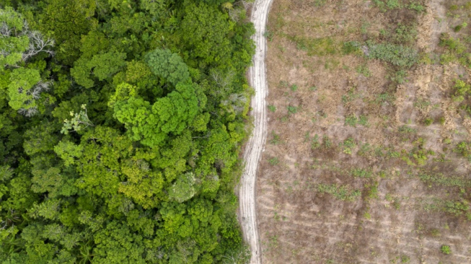  La deforestaci&oacute;n en la Amazonia de Brasil cae a un m&iacute;nimo en 10 a&ntilde;os 
