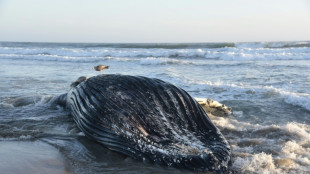 Whales at risk, hungry pelicans: Marine heat wave hits California