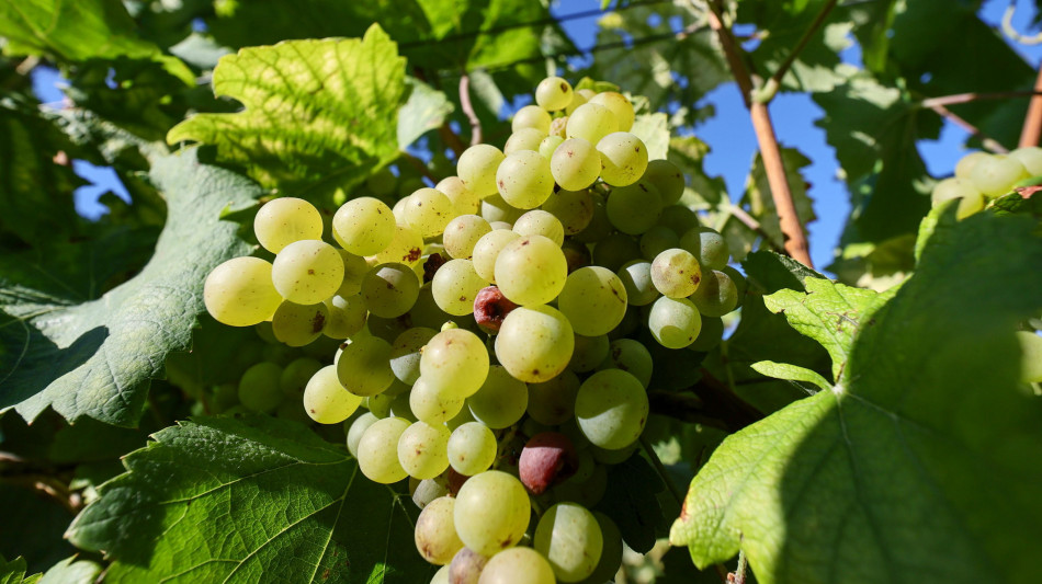  Via alla vendemmia, in provincia di Cuneo si parte in anticipo 
