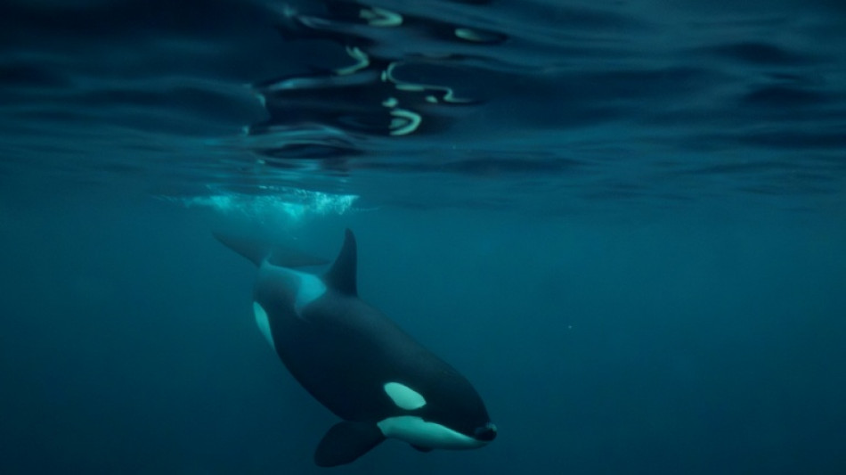  New Zealand minister defends fishers after two orcas killed in net 