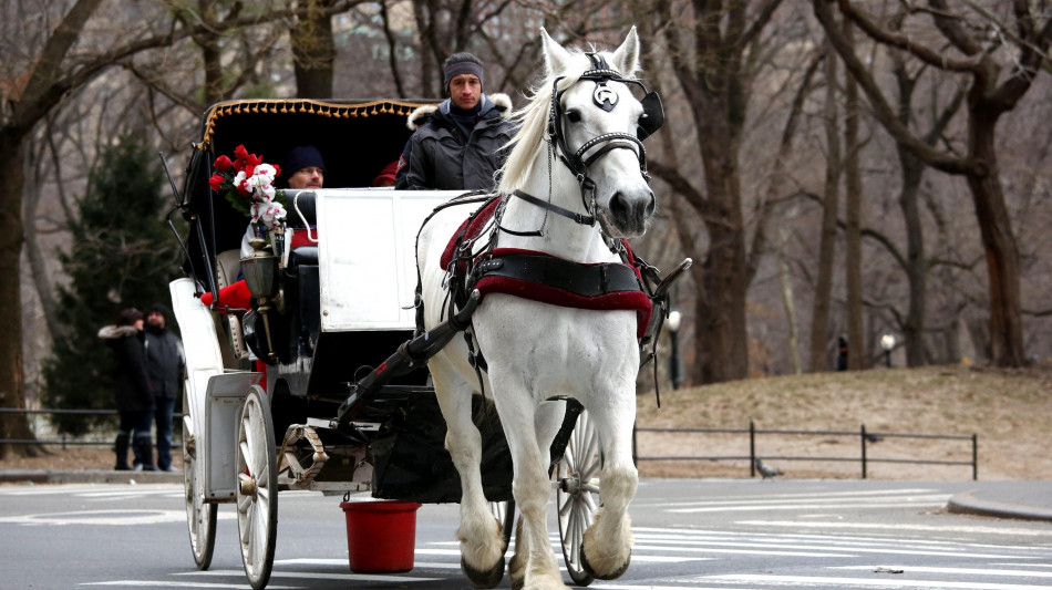  Sospese le passeggiate in carrozza a Central Park dopo la morte di un turista 