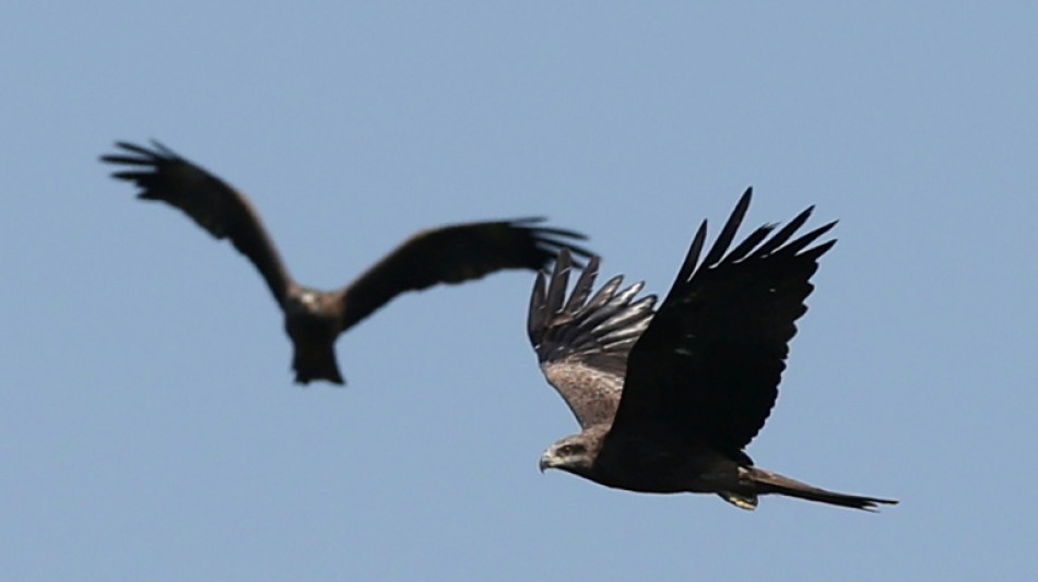  Sur la c&ocirc;te g&eacute;orgienne de la mer Noire, des rapaces pris pour cible 