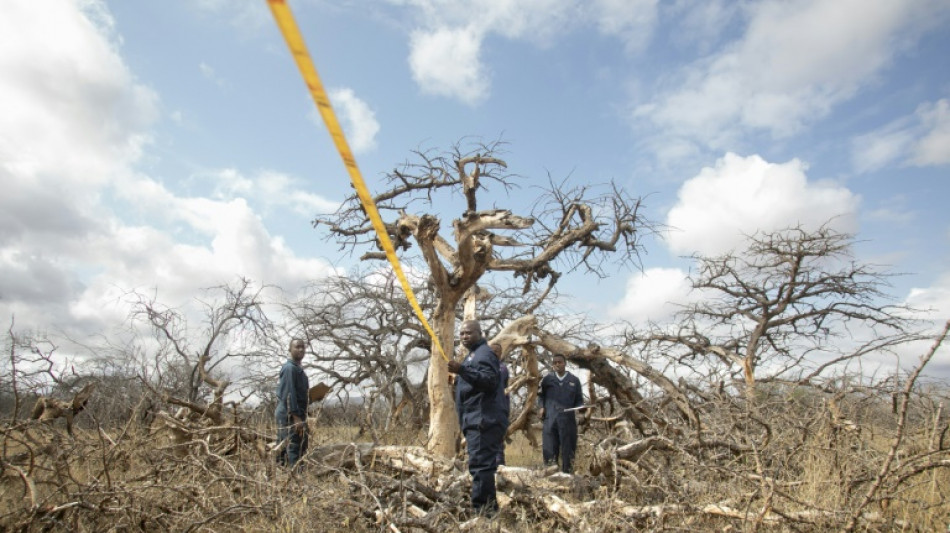 Kenya bets on carbon credits as it hosts climate summit